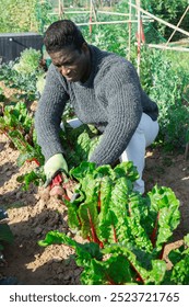 African american male farmer working in a vegetable garden, harvests beets from a garden bed