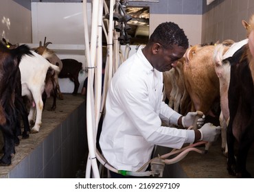 African American Male Worker In White Coat Preparing Equipments For Automatic Milking Of Goats On Farm