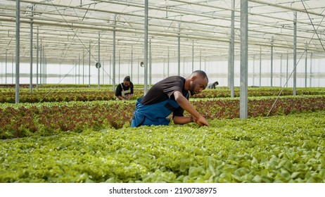 African American Man Doinig Quality Control For Green Salad Plants In Greenhouse Inspecting Seedlings. Diverse Farm Workers In Hydroponic Enviroment Doing Pest Control In Bio Farm With Organic Crops