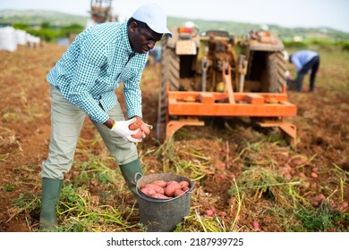 African American Man Harvesting Organic Potatoes In A Black Buckets At A Farm Field