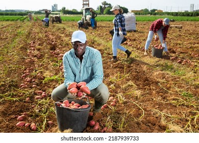 African American Man Harvesting Organic Potatoes In A Black Buckets At A Farm Field