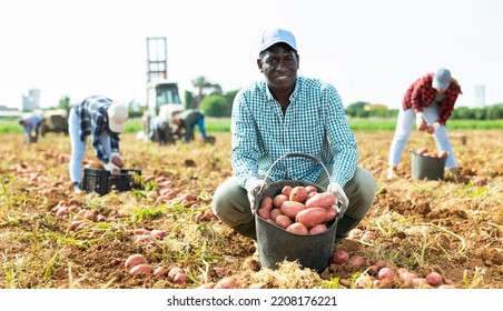 African American Man Harvesting Organic Potatoes In A Black Buckets At A Farm Field