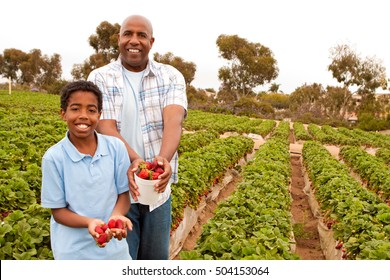 African American man and his son picking strawberries.