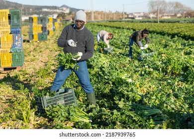 African American Man With Team Of Farm Workers Arranging Crop Of Ripe Celery In Boxes On Field. Harvest Time