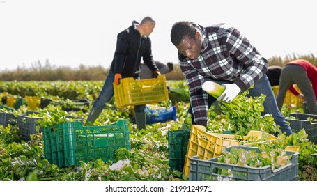 African American Man With Team Of Farm Workers Arranging Crop Of Ripe Celery In Boxes On Field. Harvest Time