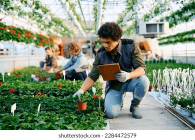 African American man using touchpad and examining growth of potted plants while working in a greenhouse.