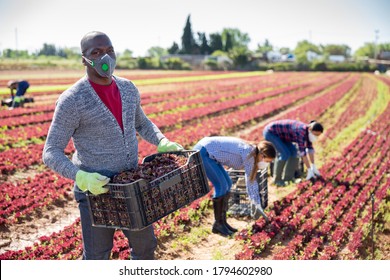 African American Man Wearing Medical Face Mask Working On Field With Farm Workers In Spring Time, Harvesting Red Leaf Lettuce. Concept Of Prevention Of Coronavirus Pandemic