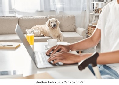 An African American man in a wheelchair works on a laptop while his Labrador dog rests by his side on a cozy couch. - Powered by Shutterstock