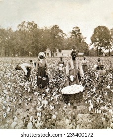 6,909 Cotton picking Images, Stock Photos & Vectors | Shutterstock