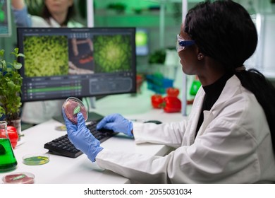 African american scientist researcher holding petri dish with vegan meet typing microbiology expertise on computer. Biologist working on plant-blased beef substitute in biology hospital laboratory