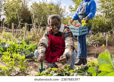 African American senior man small garden farmer planting tomatoes, couple picking organic crops - Powered by Shutterstock