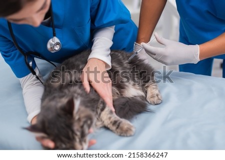 African american vet doctor holding syringe near blurred maine coon and colleague in clinic