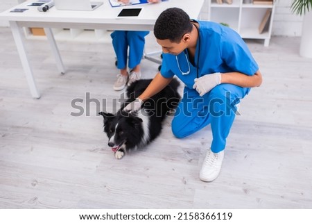 African american veterinarian petting border collie in clinic