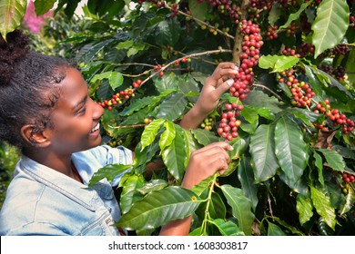 African American woman Collecting Arabica coffee beans On the coffee tree in his farm