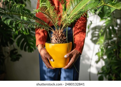 African American woman gardener holding in hands houseplant Cycas in yellow pot at home garden, closeup. Black female plant lover growing indoor tropical plants in living room.  - Powered by Shutterstock