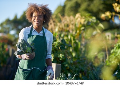 African American Woman Holding Freshly Picked Kale From Comnunal Community Garden Posing For Portrait