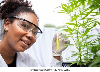 African American woman marijuana researcher holding glass tube containing cannabis extract in cannabis farm. Medicine business agricultural industrial drop