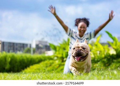 African American woman is playing with her french bulldog puppy while walking in the dog park at grass lawn after having morning exercise during summer - Powered by Shutterstock