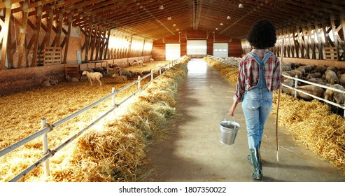African American woman shepherd walking in stable and carrying bucket with food or water for cattle. Feeding. Rear. Back view on female farmer strolling with bin to feed sheep. Farming work.