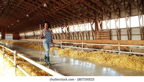 African American woman shepherd walking in stable and carrying bucket with food or water for cattle. Feeding. Female farmer strolling with bin to feed sheep or clean. Countryside work. Cleaning.