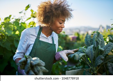 African American Woman Tending To Kale In Communal Urban Garden