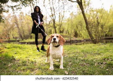 African American Woman Walking Dog