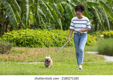 African American Woman Is Walking With Her French Bulldog Puppy In The Dog Park At Grass Lawn After Having Morning Exercise During The Summer 