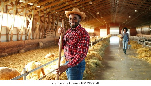 African American Young Man In Hat Cleaning Hay In Barn With Cattle. Indoor. Male Farmer Cleaner Working In Stable With Pitchfork. Shepherd Guy Work With Fork. Woman On Background.