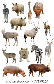 african animals collection isolated on white background