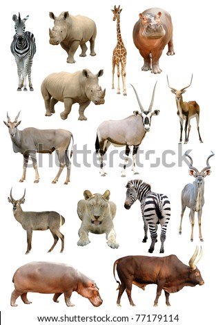 african animals collection isolated on white background