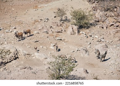 African Animals Gathering At A Water Hole In The Dry Environment Of Northern Namibia