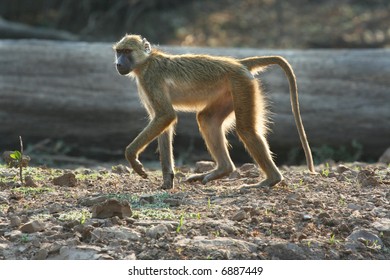 African Baboon