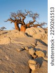 African Baobab (Adansonia digitata) between stones, Kubu Island, Botswana
