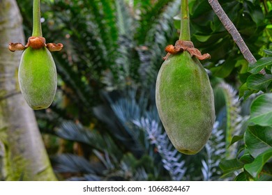 African Baobab Fruit.
