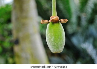 African baobab fruit.