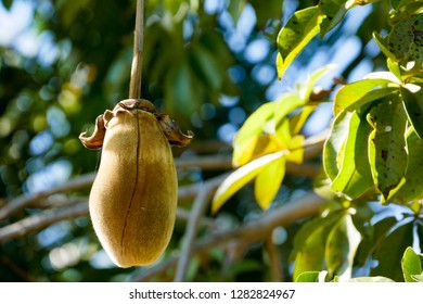 African baobab fruit or Monkey bread