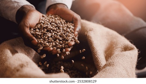 African barista holding fresh green coffee beans on burlap background in roasting factory, quality control of aroma, banner with sunlight. - Powered by Shutterstock