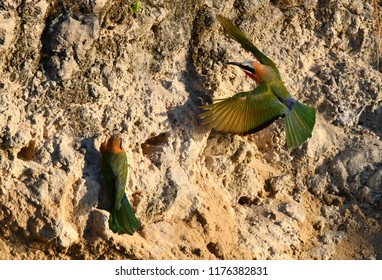 African bee eater