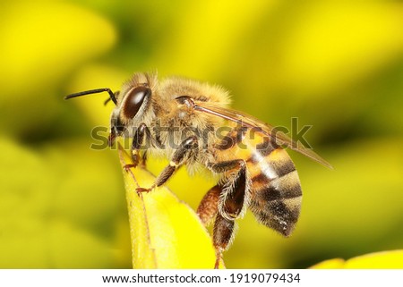 African bee perched on a leaf