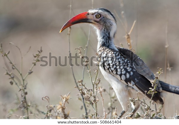 African Bird Kruger National Park South Stock Photo Edit - 