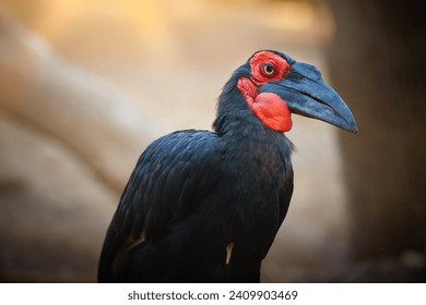 African bird theme: Portrait of a Southern Ground Hornbill, Bucorvus leadbeateri. Bird with Vivid red patches on the face and throat. Red and black colors, blurred background.
