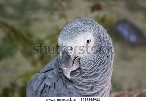 African birds, the Jaco parrot, known as the\
Congo gray parrot or African gray\
parrot