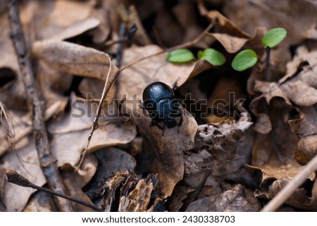 african black lawn beetle (Heteronychus arator) on the leaves Imagine de stoc © 