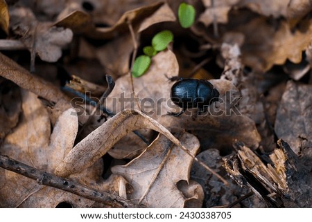 african black lawn beetle (Heteronychus arator) on the leaves Imagine de stoc © 