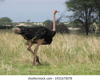 African black-feathered ostrich walking in tall grass