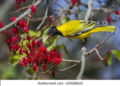 African Black-headed Oriole In Kruger National Park, South Africa ; Specie Oriolus Larvatus Family Of Oriolidae