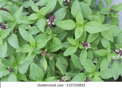 African Blue Basil (Ocimum Kilimandscharicum) Camphor Basil – Kapoor Tulsi Flowers and buds blooming in garden,plant has green color leaves and purple color flowers. It has strong camphor scent. - Powered by Shutterstock