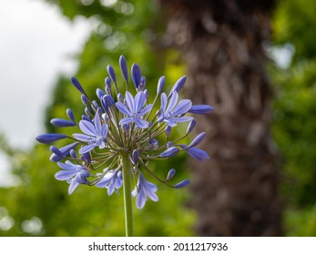 African Blue Lily, Agapanthus Africanus, Blue Flower.