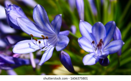 African Blue Lily Flower In Sun Light