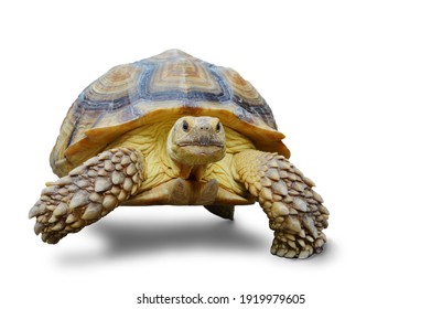 African Box Turtle with white background photographed in South Korea